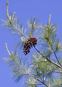 Pinus strobus